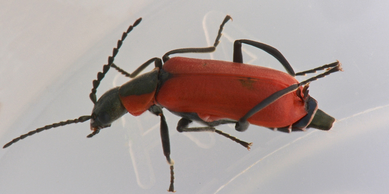 Malachiidae: Anthocomus rufus